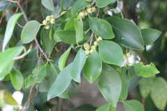 Ficus concinna