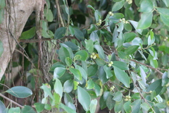 Ficus concinna