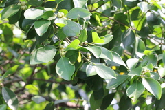 Ficus concinna
