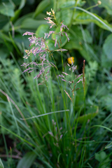 Deschampsia cespitosa altaica