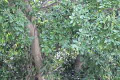 Ficus concinna
