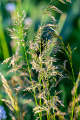 Deschampsia cespitosa altaica