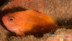 Cyprinocirrhites polyactis