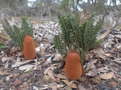 Banksia gardneri