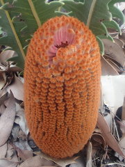 Banksia gardneri