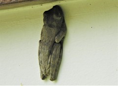 Itapotihyla langsdorffii