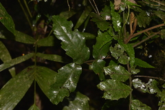 Cupaniopsis flagelliformis