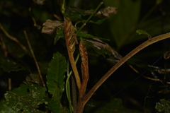 Cupaniopsis flagelliformis