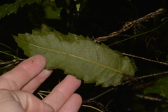 Cupaniopsis flagelliformis