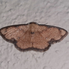 Haemalea punctilinea