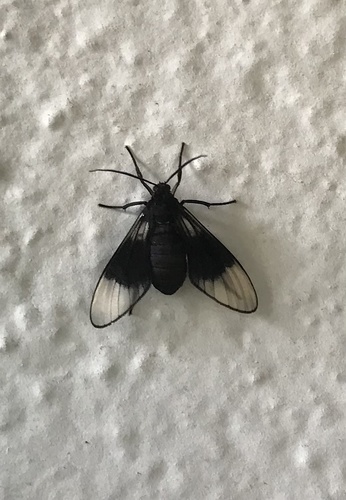 Pseudohyaleucerea nigrozona
