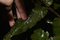 Cupaniopsis flagelliformis