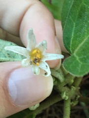Solanum aethiopicum