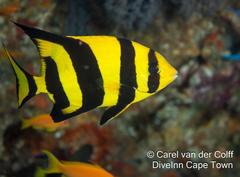 Oplegnathus robinsoni