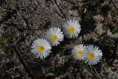 Lampranthus reptans