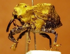 Brachyphyes thoracicus