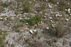 Lampranthus reptans