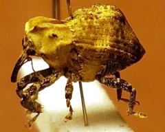 Brachyphyes thoracicus