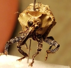 Brachyphyes thoracicus