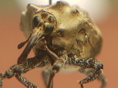 Brachyphyes thoracicus
