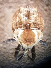 Brachyphyes thoracicus