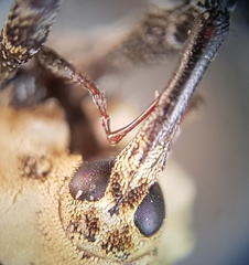 Brachyphyes thoracicus