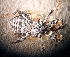 Brachyphyes thoracicus