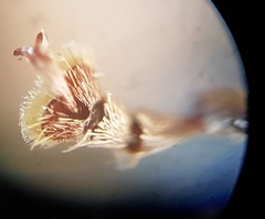 Brachyphyes thoracicus