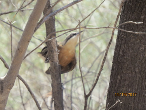 Pomatostomus temporalis