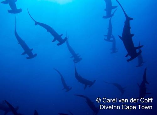 Scalloped hammerhead