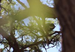 Melaniparus cinerascens