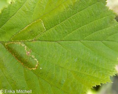 Phyllonorycter intermixta