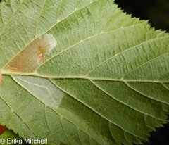 Phyllonorycter intermixta