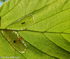Phyllonorycter intermixta