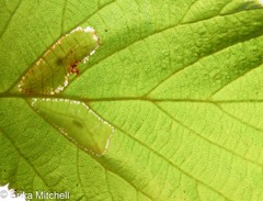 Phyllonorycter intermixta