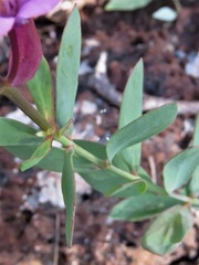 Boronia fastigiata