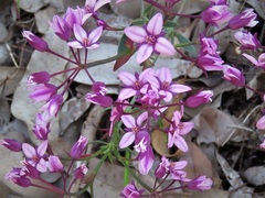 Boronia fastigiata