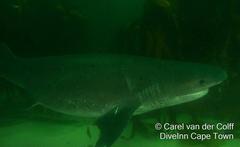 Notorynchus cepedianus