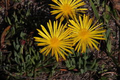 Lampranthus reptans