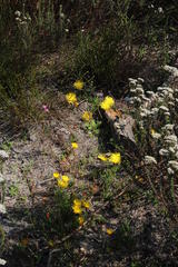 Lampranthus reptans