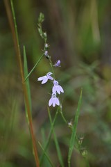 Lobelia nuttallii