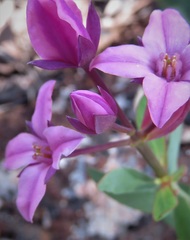Boronia fastigiata