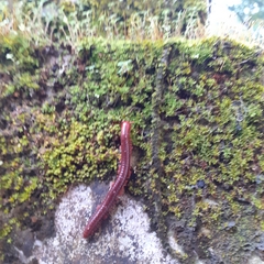 Trigoniulus corallinus