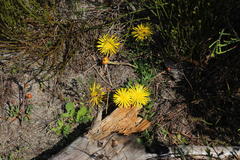 Lampranthus reptans