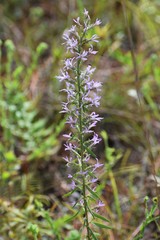Liatris elegans