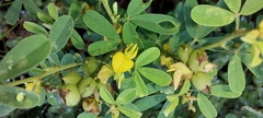 Crotalaria medicaginea