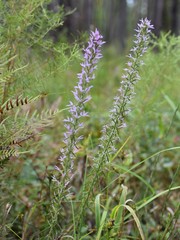 Liatris elegans