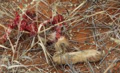 Lepus capensis capensis