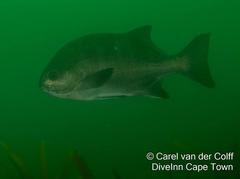 Dichistius capensis