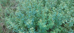 Crotalaria medicaginea
